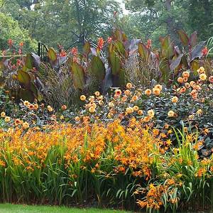 public/images/Cannas at the back, Dahlia David Howard in the mid-ground and Crocosmia Star of the East at the front.jpg